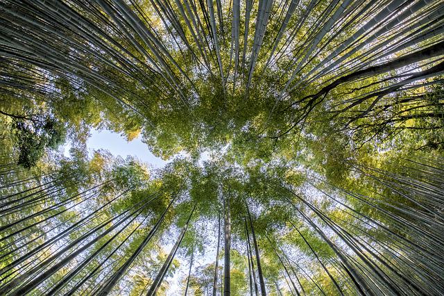 Forêt de bambous Nature Zen